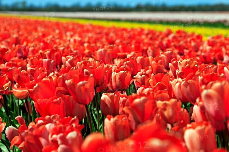 Blooming tulip field near Alkmaar