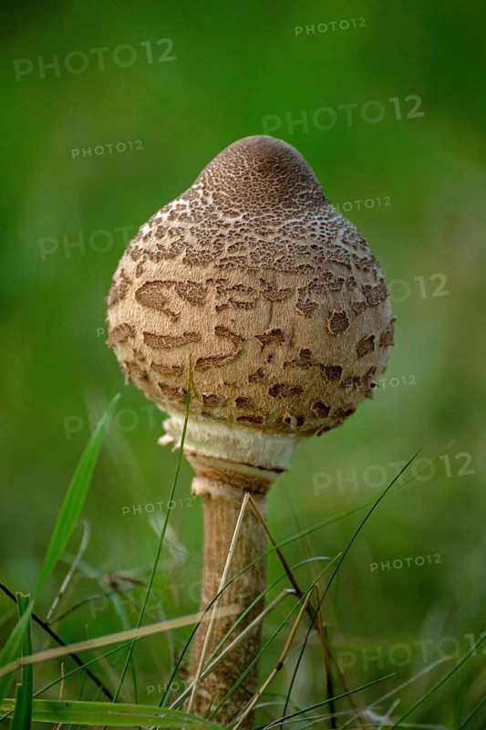 Morel