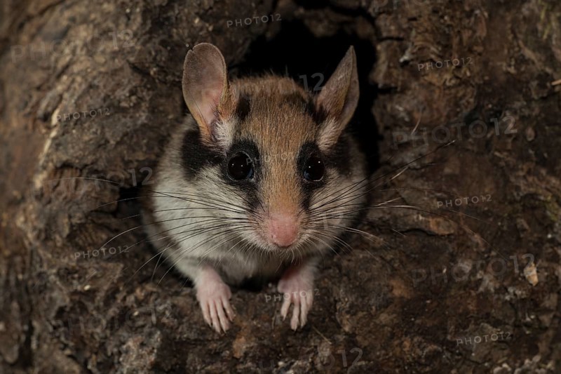 Garden dormouse