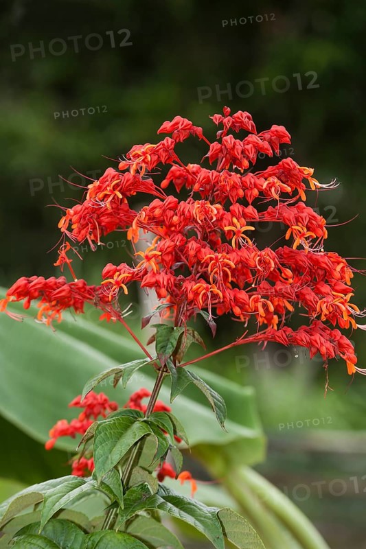 Red flower of the Royal Poinciana