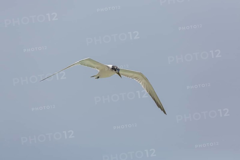 Greater Crested Tern
