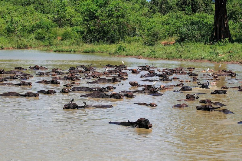 Asian water buffalo