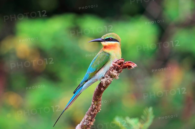 Blue-tailed bee-eater