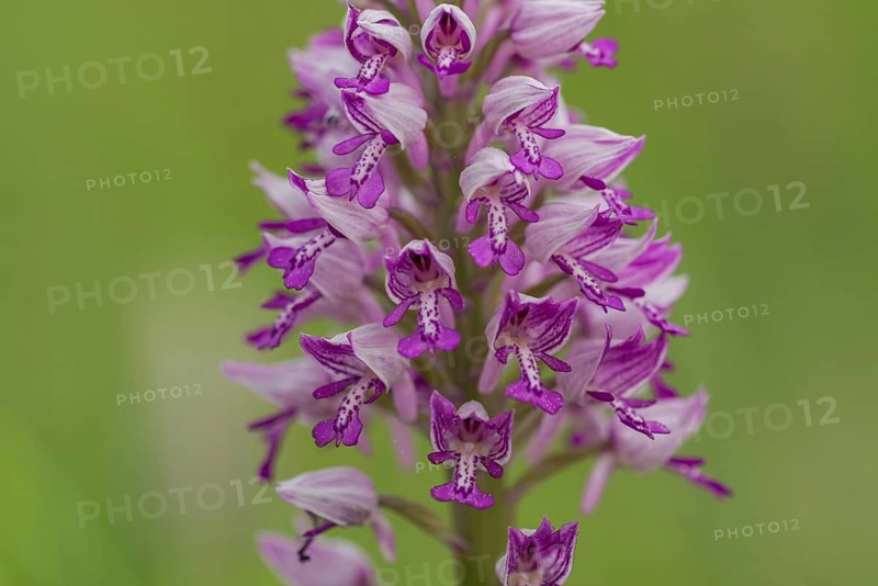 Military Orchid