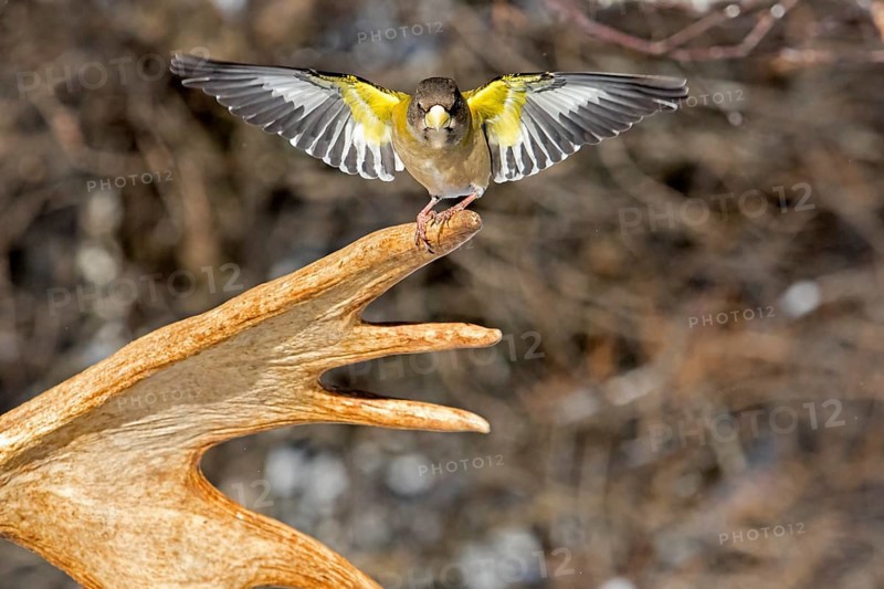 Evening Grosbeak male sitting on moose antlers in winter