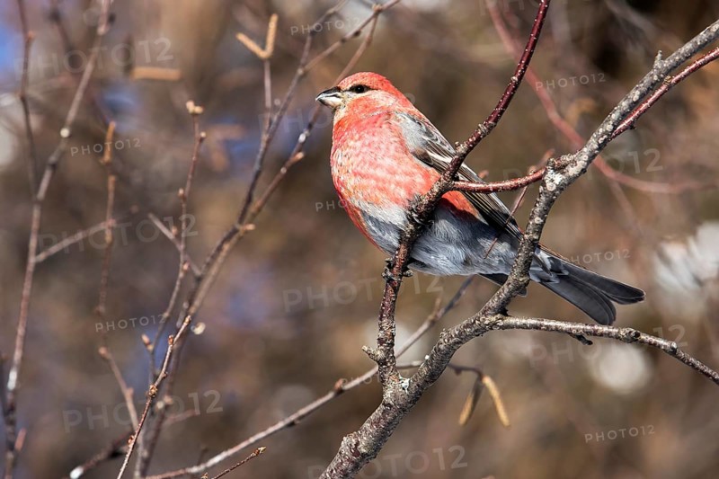 Male Pine Grosbeak