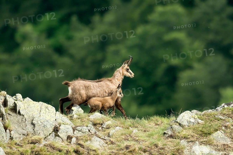 Chamois
