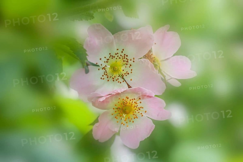 Dog Rose