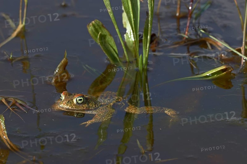 Natterjack Toad