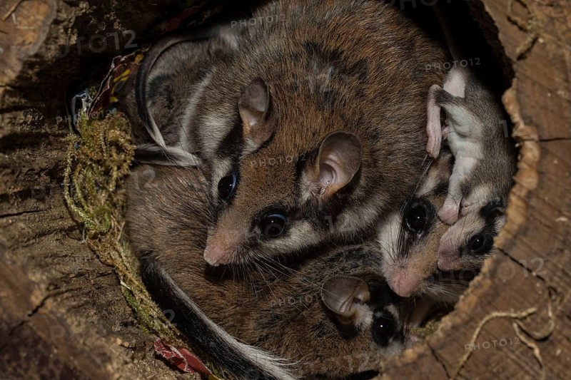 Garden dormouse