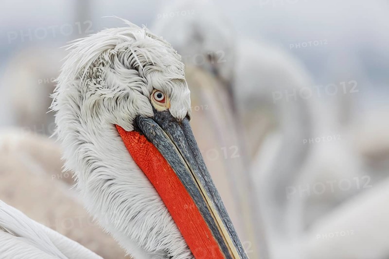 Dalmatian pelican