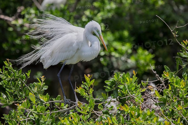 Great egret