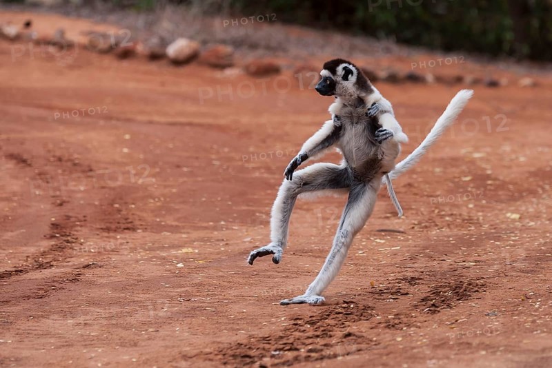 Verreaux's sifaka