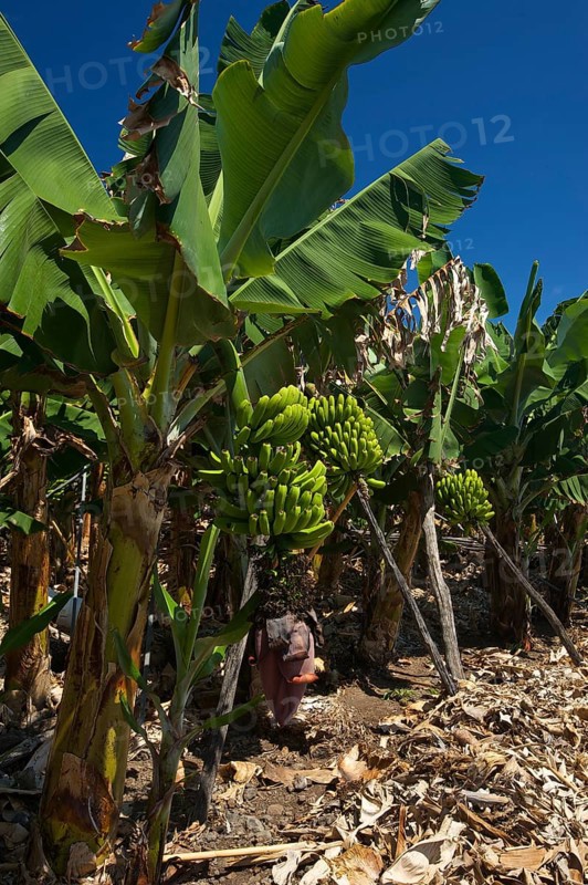 Bananas