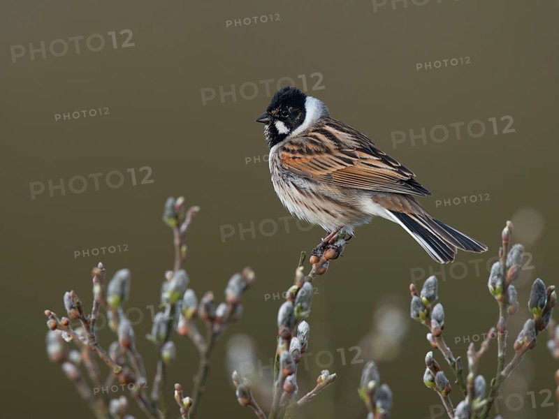 Reed bunting