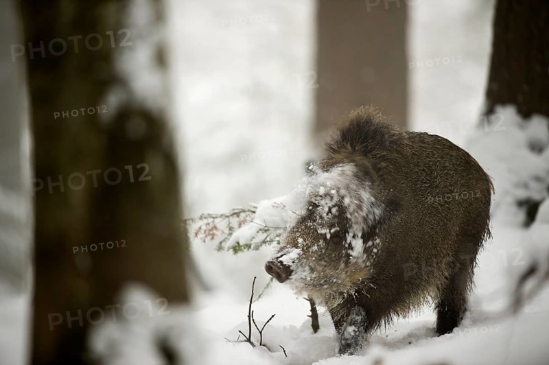 Wild boar