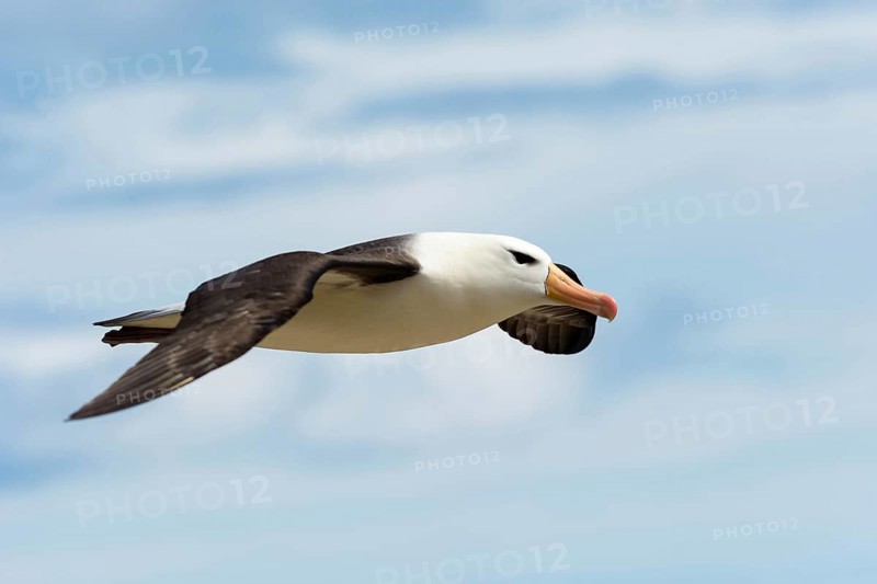 Black-browed Albatross