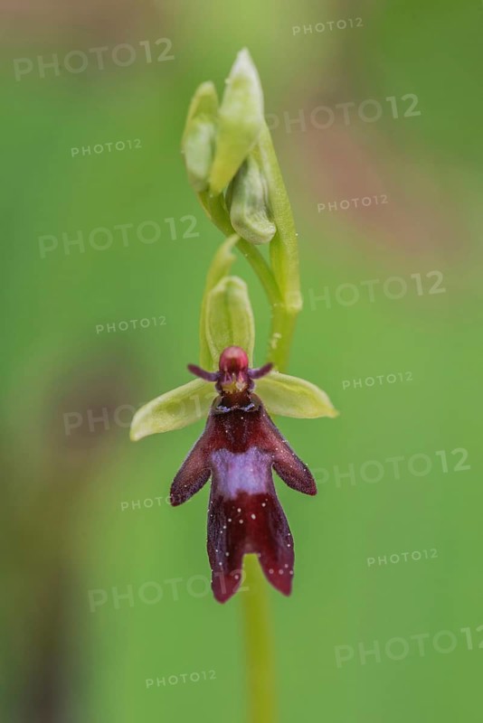 Fly orchid