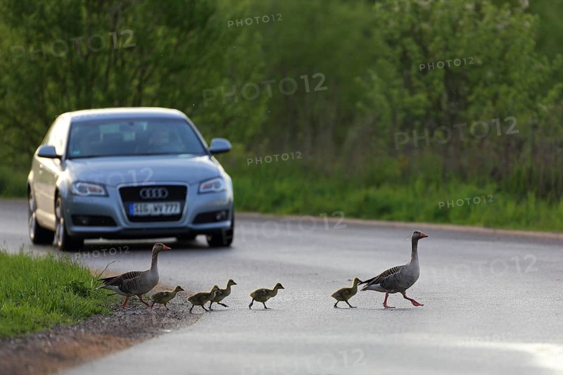 Greylag goose