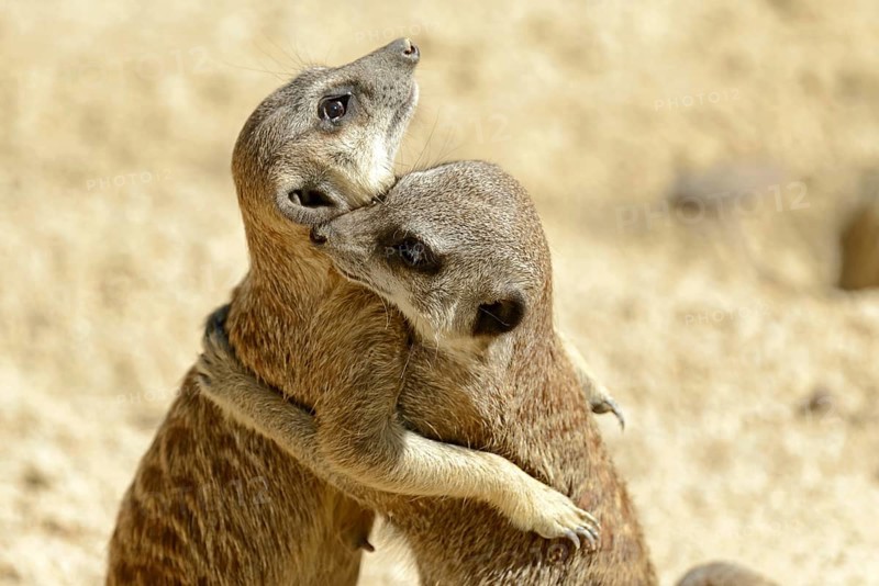 Meerkat