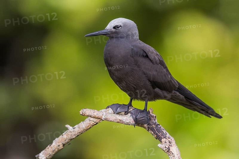 Lesser noddy