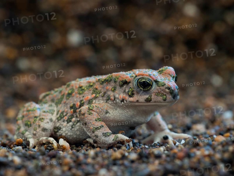 Green Toad