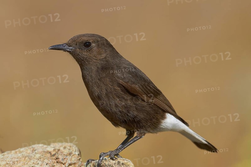 Black Wheatear