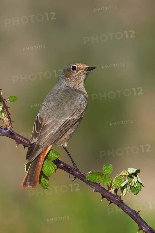 Redstart