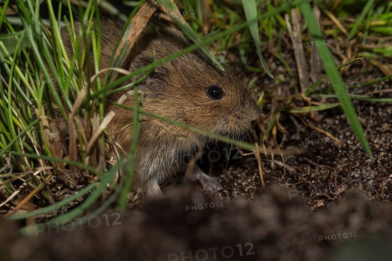 Common vole