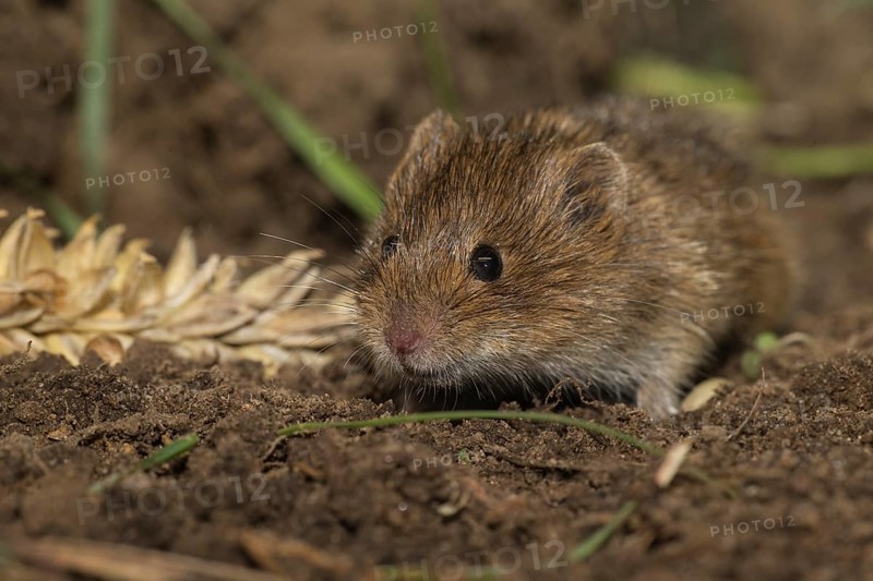 Common vole