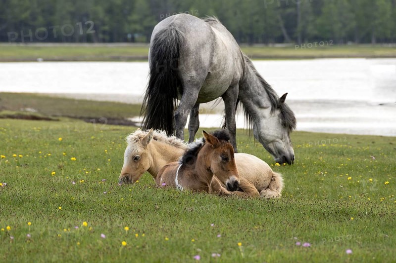Domestic horses