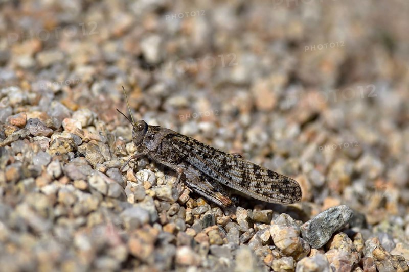 Badland Locust