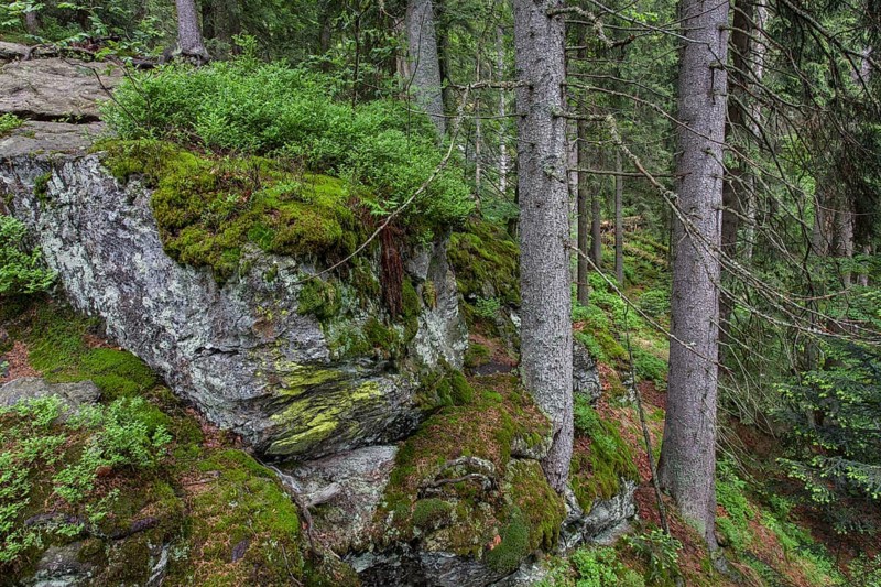 Primeval forest in Hoellbachgespreng