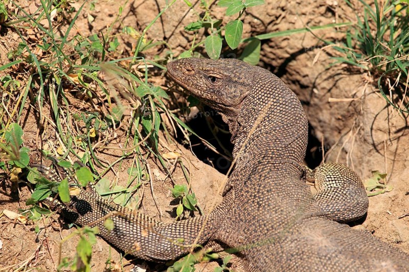 Bengal monitor