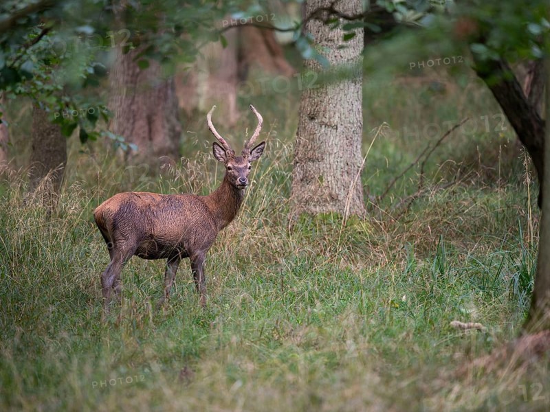 Red deer