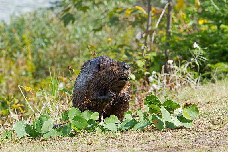 North American beaver