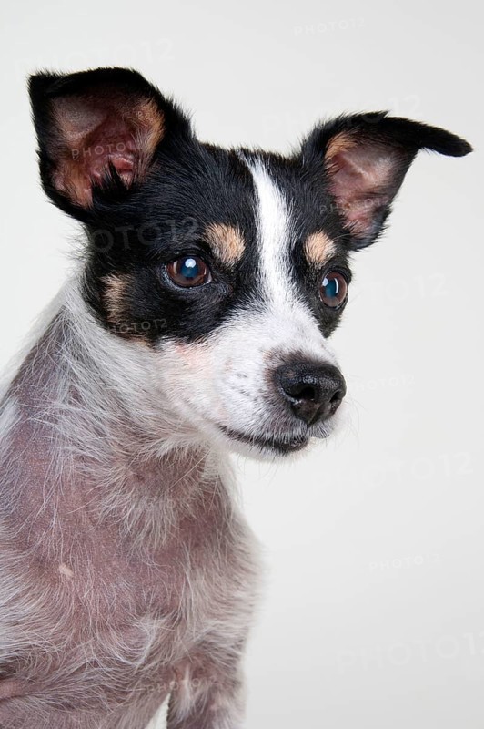 Jack Russell Terrier
