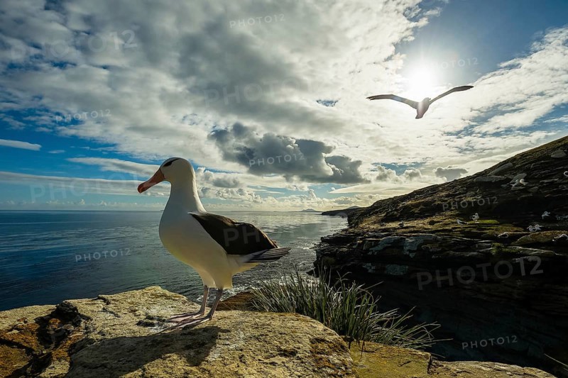 Black-browed Albatross
