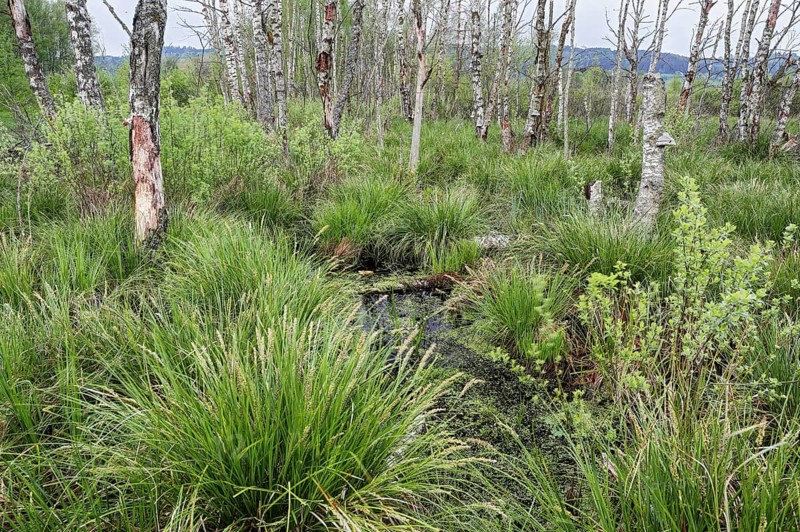 Birch forest