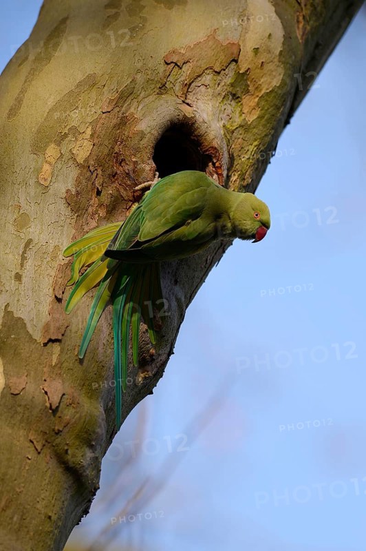 Rose-ringed parakeet