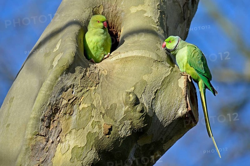 Rose-ringed parakeet