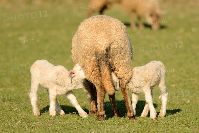 Merino sheep