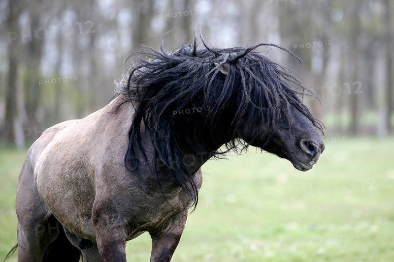 Wild Horse Duelmen
