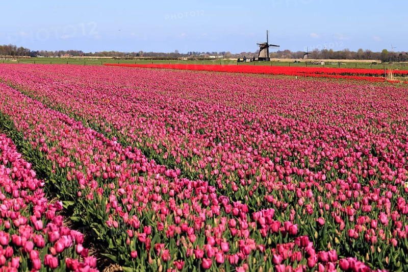 Blooming tulip field near Alkmaar