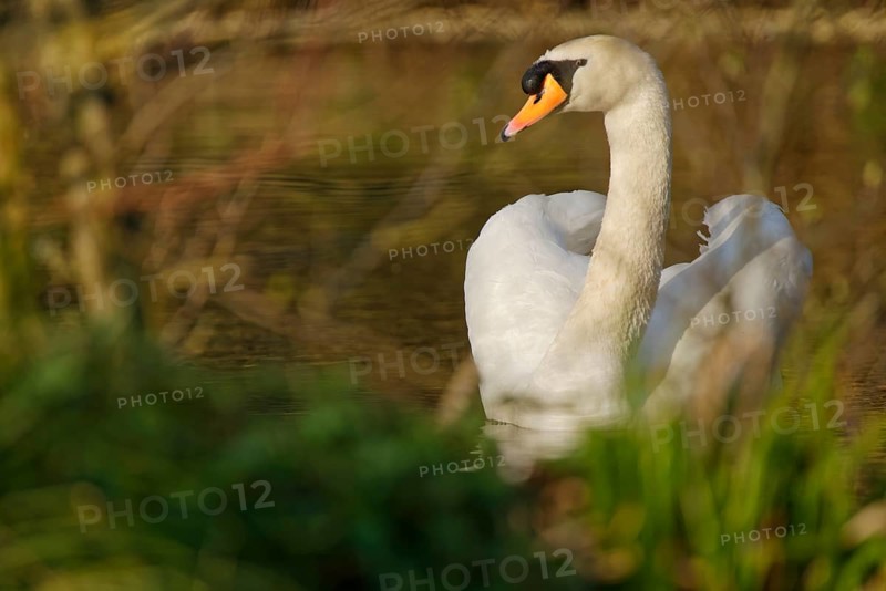 White swan