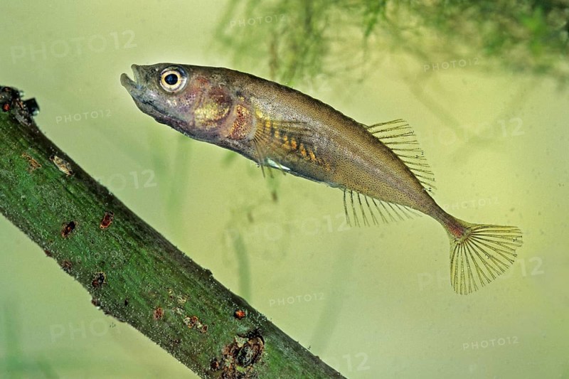 Three-spined Stickleback