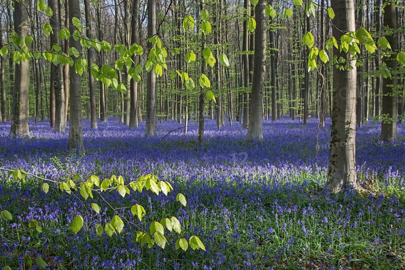 Bluebell