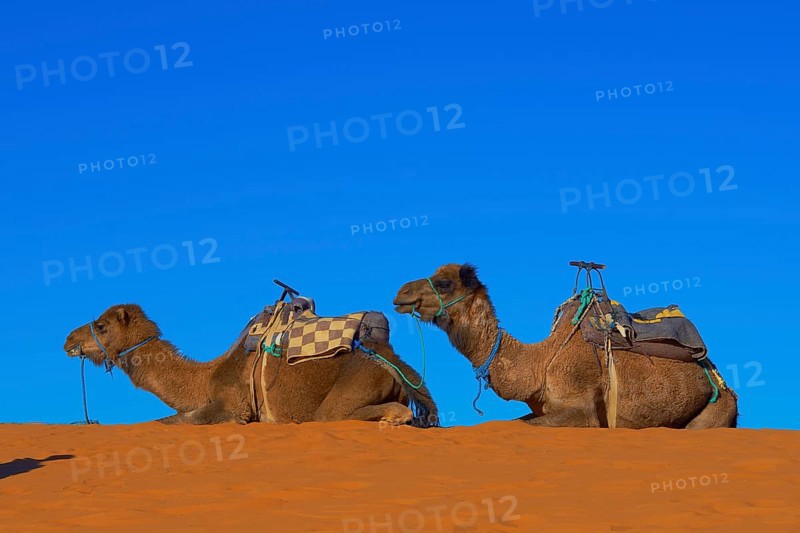 Merzouga