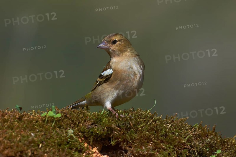 Common chaffinch