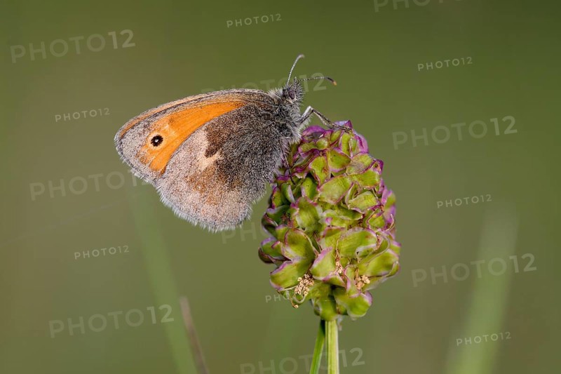 Small heath